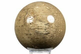 Polished Petrified Palmwood (Palmoxylon) Sphere - Myanmar #311729
