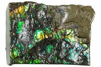 Iridescent Ammolite (Fossil Ammonite Shell) - Alberta #311422