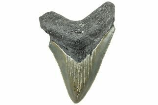 Serrated, Juvenile Megalodon Tooth - North Carolina #311841