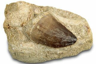 Fossil Mosasaur (Prognathodon) Tooth in Rock - Morocco #311853