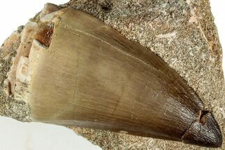 Fossil Mosasaur (Prognathodon) Tooth in Rock - Morocco #311859