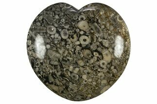 Fossil Crinoid Stems In Marble Heart #311958