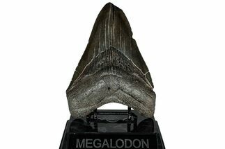 Fossil Megalodon Tooth - Feeding Worn Tip #311877