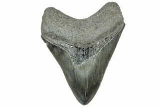 Serrated, Fossil Megalodon Tooth - South Carolina #312034