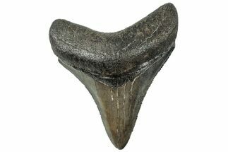 Serrated, Fossil Megalodon Tooth - South Carolina #312089