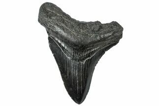 Serrated, Fossil Megalodon Tooth - South Carolina #312090