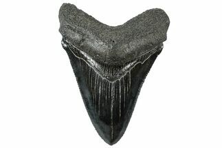 Serrated, Fossil Megalodon Tooth - South Carolina #312093