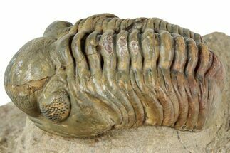 Reedops Trilobite - Atchana, Morocco #312336