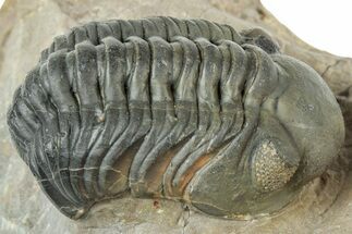 Reedops Trilobite - Atchana, Morocco #312339