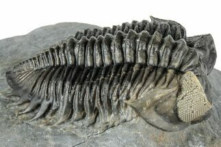 Multi-Toned Coltraneia Trilobite Fossil - Huge Faceted Eyes #312361