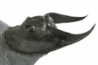 Enrolled Scotoharpes Trilobite - Boudib, Morocco #312387