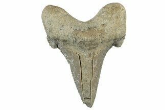 Serrated Sokolovi (Auriculatus) Shark Tooth - Dakhla, Morocco #312644