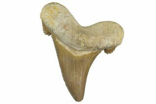 Fossil Shark Teeth For Sale