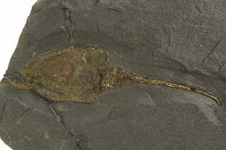 Echinoderm Fossils For Sale