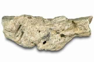 Dinosaur (Triceratops) Frill Shield Section - Montana #312277