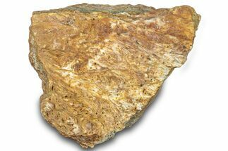 Dinosaur (Triceratops) Frill Shield Section - Montana #312279