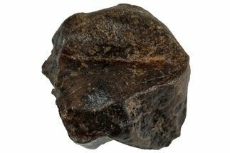 Fossil Hadrosaur (Edmontosaurus) Partial Tooth - Wyoming #312557