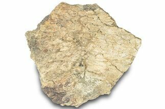 Dinosaur (Triceratops) Frill Shield Section - Montana #312239