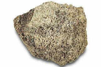Dinosaur (Triceratops) Bone Section - Montana #312308