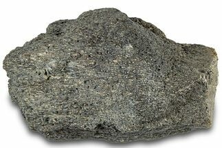 Dinosaur (Triceratops) Bone Section - Montana #312313