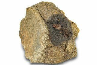 Dinosaur (Triceratops) Bone Section - Montana #312315