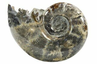 Polished, Chambered Ammonite (Argonauticeras) Fossil - Madagascar #312329