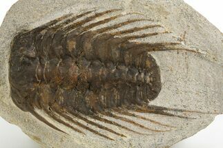 Spiny Selenopeltis Trilobite Fossil - Erfoud, Morocco #312829