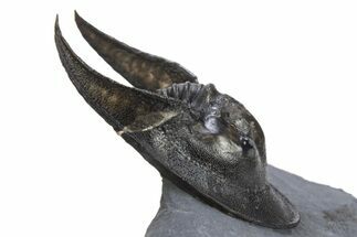 Enrolled Scotoharpes Trilobite - Boudib, Morocco #312732