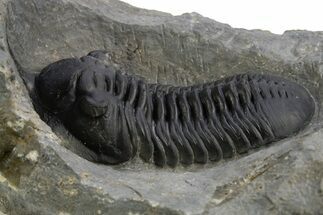 Morocconites Trilobite Fossil - Ofaten, Morocco #312768