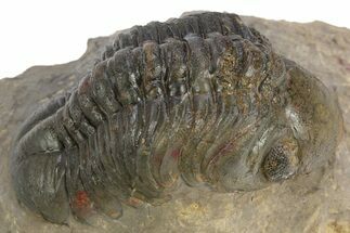 Detailed Reedops Trilobite - Atchana, Morocco #312769