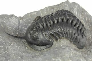 Morocconites Trilobite Fossil - Ofaten, Morocco #312790