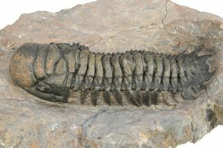 Large Crotalocephalina Trilobite - Atchana, Morocco #312793