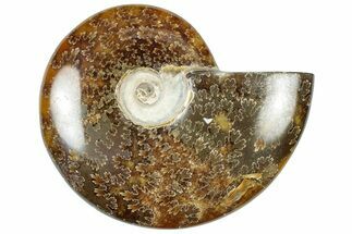 Polished Cretaceous Ammonite (Cleoniceras) Fossil - Madagascar #312184