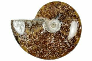 Polished Cretaceous Ammonite (Cleoniceras) Fossil - Madagascar #312189