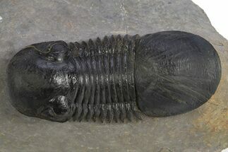 Paralejurus Trilobite Fossil - Atchana, Morocco #312799