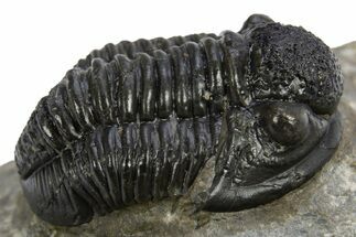 Detailed Gerastos Trilobite Fossil - Morocco #312812