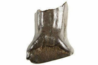 Fossil Nodosaur Tooth - Judith River Formation #313212