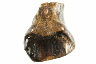 Fossil Nodosaur Tooth - Judith River Formation #313215