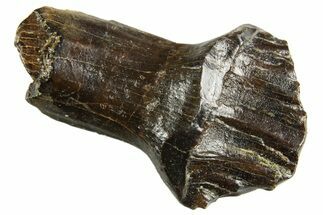 Fossil Rooted Nodosaur Tooth - Judith River Formation #313252