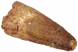 Fossil Spinosaurus Tooth - Real Dinosaur Tooth #312974