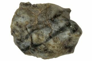 Polished Lunar Meteorite ( g) Fragment - NWA #313177