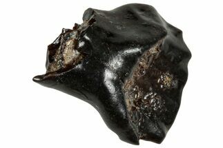 Fossil Nodosaur Tooth - Judith River Formation #313278