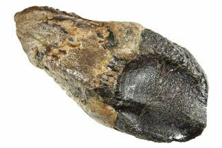 Fossil Ceratopsian Dinosaur Rooted Tooth - Judith River Fm #313293