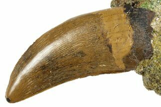 Serrated Tyrannosaur Tooth - Judith River Formation #313338