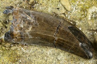 Serrated Tyrannosaur Tooth and Vertebra - Judith River Fm #313353