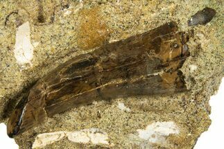 Serrated Tyrannosaur Tooth in Situ - Judith River Formation #313356