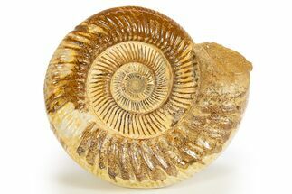 Polished Jurassic Ammonite (Kranosphinctes) - Madagascar #312357