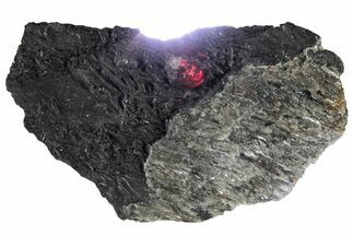 Red Embers Garnet in Graphite - Massachusetts #313536