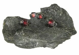 Plate of Four Red Embers Garnets in Graphite - Massachusetts #313542