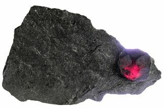 Red Embers Garnet in Graphite - Massachusetts #313550